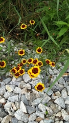Coreopsis tinctoria