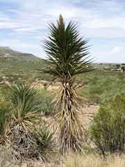 Yucca treculiana