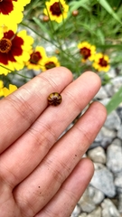 Coreopsis tinctoria