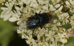 Protocalliphora azurea