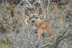 Odocoileus hemionus californicus