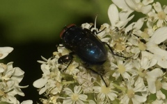 Protocalliphora azurea