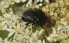 Protocalliphora azurea