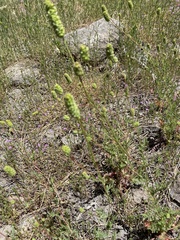Sanguisorba occidentalis
