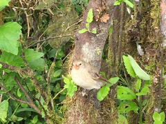 Camarhynchus parvulus