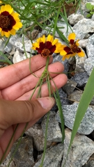 Coreopsis tinctoria