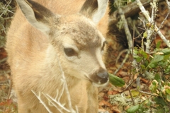 Odocoileus hemionus californicus