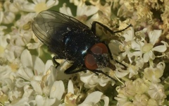 Protocalliphora azurea