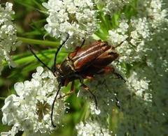 Typocerus acuticauda