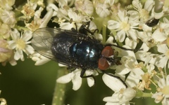 Protocalliphora azurea