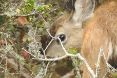 Odocoileus hemionus californicus
