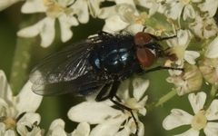 Protocalliphora azurea