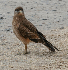 Daptrius chimango