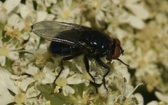 Protocalliphora azurea