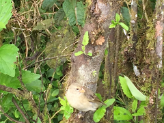 Camarhynchus parvulus