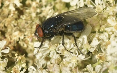 Protocalliphora azurea
