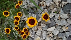 Coreopsis tinctoria