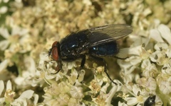 Protocalliphora azurea