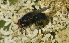 Protocalliphora azurea