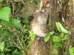 Camarhynchus parvulus