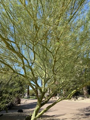 Parkinsonia
