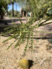 Parkinsonia