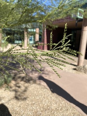 Parkinsonia