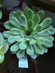 Echeveria pulidonis