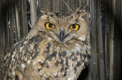 Bubo ascalaphus