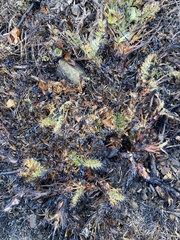 Acaena pinnatifida californica