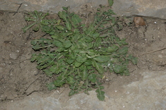 Crepis bursifolia