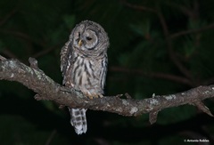 Strix sartorii
