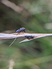 Phlegyas abbreviatus