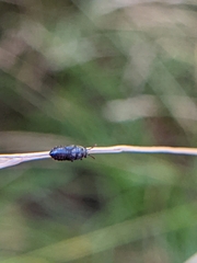 Phlegyas abbreviatus