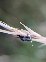 Phlegyas abbreviatus