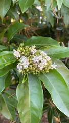 Ajugoideae