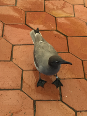 Leucophaeus fuliginosus