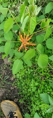 Erythrina leptorhiza