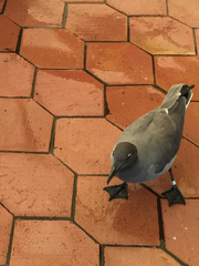 Leucophaeus fuliginosus