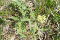 Asclepias lanuginosa