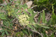 Asclepias lanuginosa