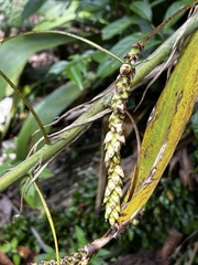 Hohenbergia
