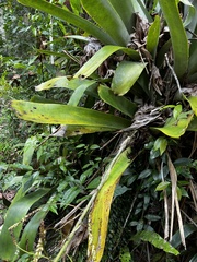 Hohenbergia