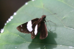 Notocrypta waigensis