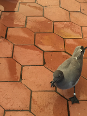 Leucophaeus fuliginosus