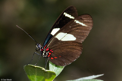 Heliconius sara sara