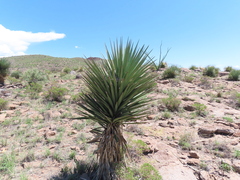 Yucca madrensis