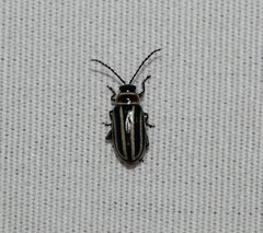 Disonycha pensylvanica