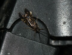 Macrostemum carolina