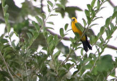 Gymnomystax mexicanus